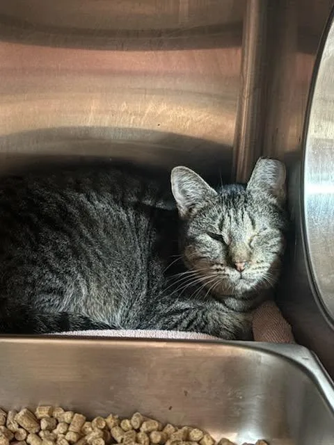 An adult medium-sized female Domestic Short Hair cat named Corsica for adoption in Jacksonville, FL
