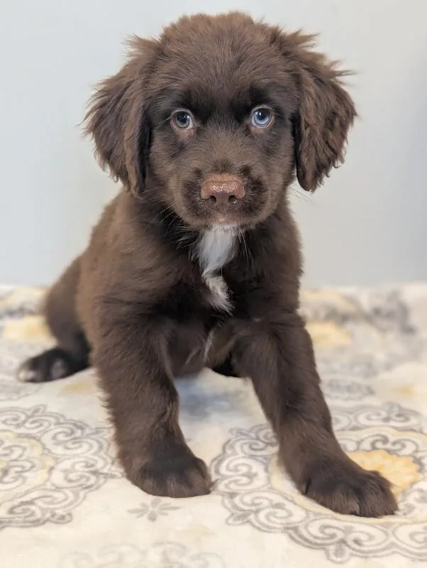 A baby small-sized male Brown / Chocolate Boykin Spaniel dog named Scott for adoption in Aiken, SC