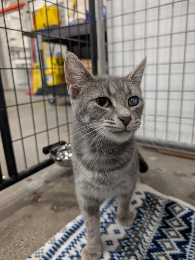 An adult medium-sized female Domestic Short Hair cat named Leela for adoption in Columbus, OH