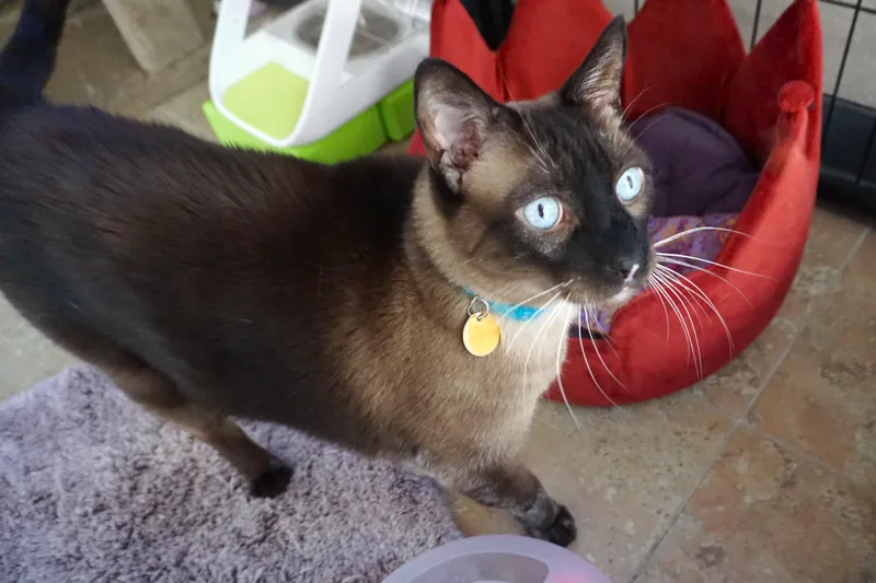 A senior extra large-sized male Siamese cat named Tazzie for adoption in Fountain Hills, AZ