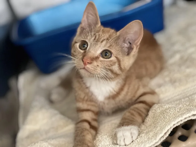 A young small-sized male Buff & White Domestic Short Hair cat named Phoenix for adoption in Media, PA