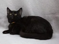 A baby medium-sized male Black Domestic Short Hair cat named Char for adoption in Minneapolis, MN