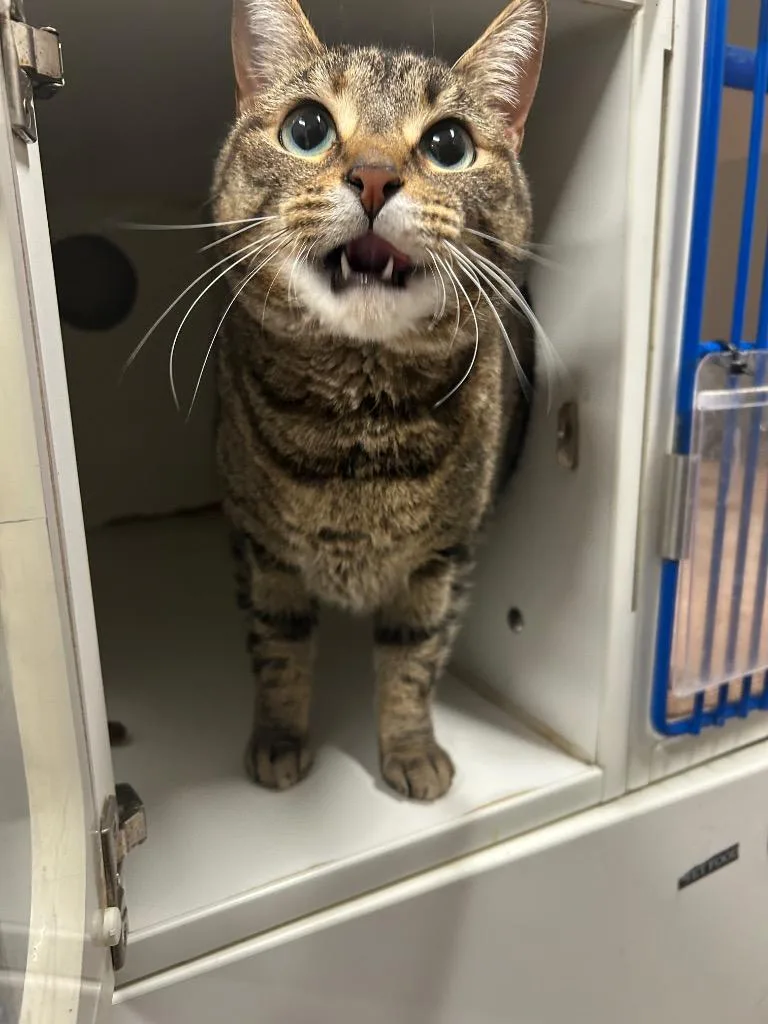 A young medium-sized female Domestic Short Hair cat named Mildred for adoption in Springfield, TN