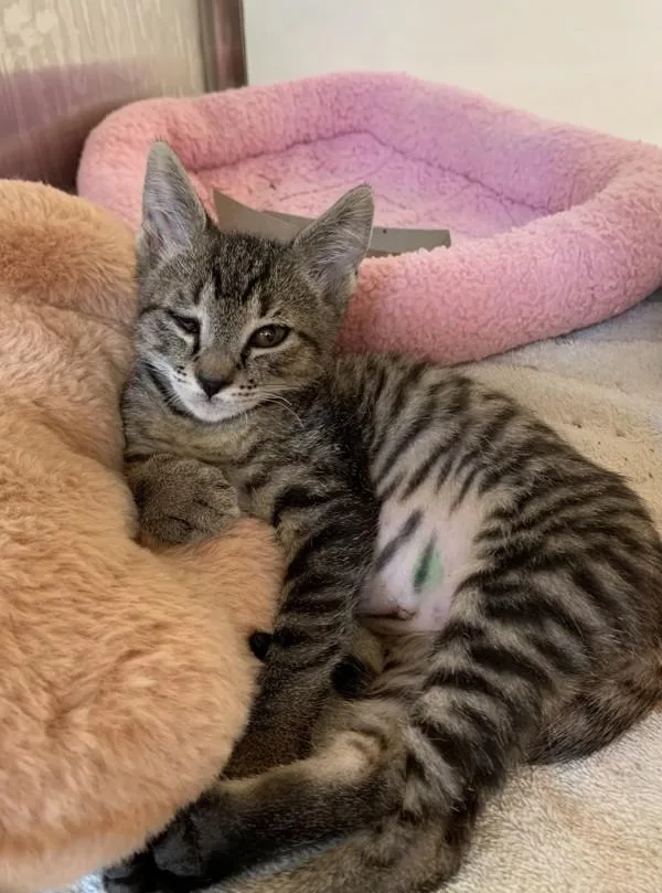 A baby small-sized female Domestic Short Hair cat named Willa for adoption in Santa Rosa, CA