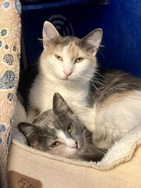 An adult small-sized female Domestic Medium Hair cat named Farah & Fanny for adoption in Webster, WI