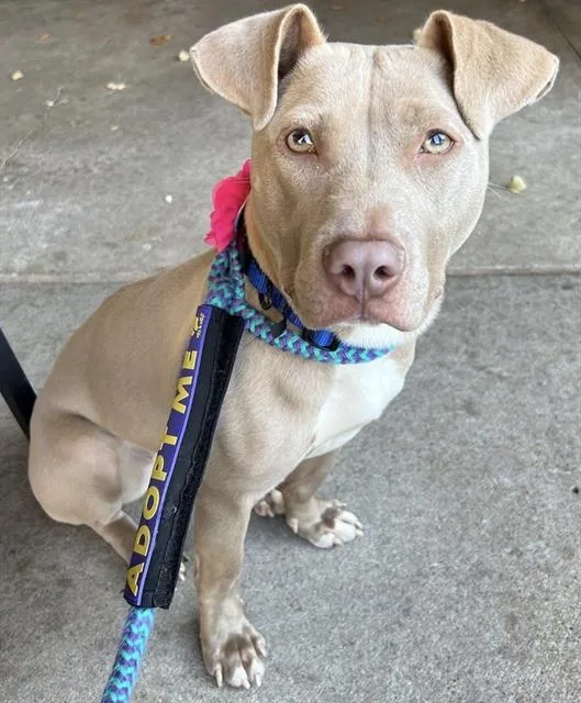 A young medium-sized female Terrier dog named Ginger for adoption in Olivette, MO