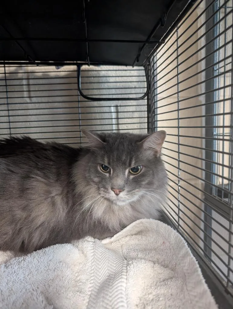 An adult medium-sized male Domestic Long Hair cat named Baloo for adoption in Hamilton, OH