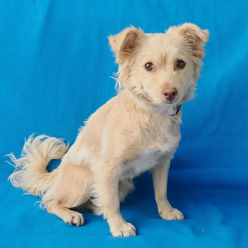 A young small-sized female Golden Chihuahua dog named Chloe for adoption in Point Richmond, CA
