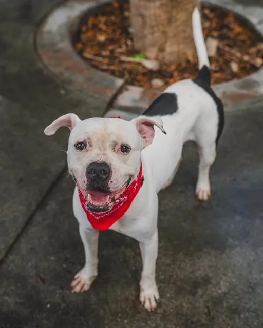 An adult large-sized male American Bulldog dog named Binx for adoption in Miami, FL