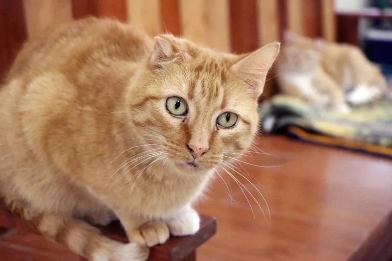 A senior extra large-sized male Orange & White Domestic Short Hair cat named Buffalo for adoption in House Springs, MO