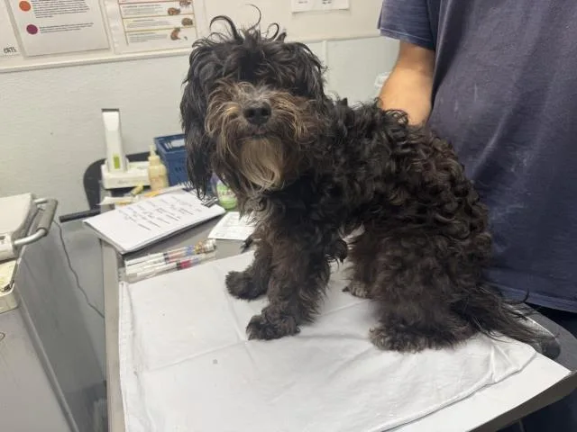 An adult small-sized female Poodle dog named Candy for adoption in Los Angeles, CA