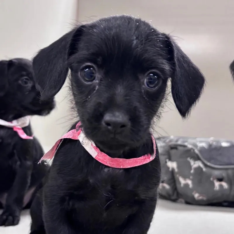A young small-sized female Black Chihuahua dog named Celeste for adoption in Yuma, AZ