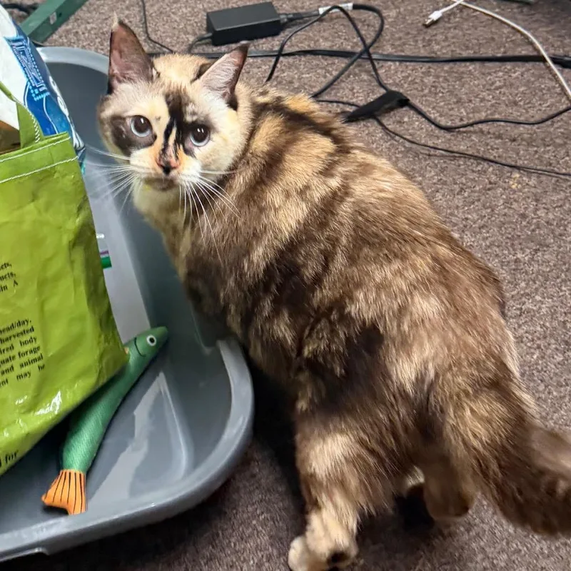A senior extra large-sized female Torbie Domestic Short Hair cat named Maple F for adoption in Oklahoma City, OK