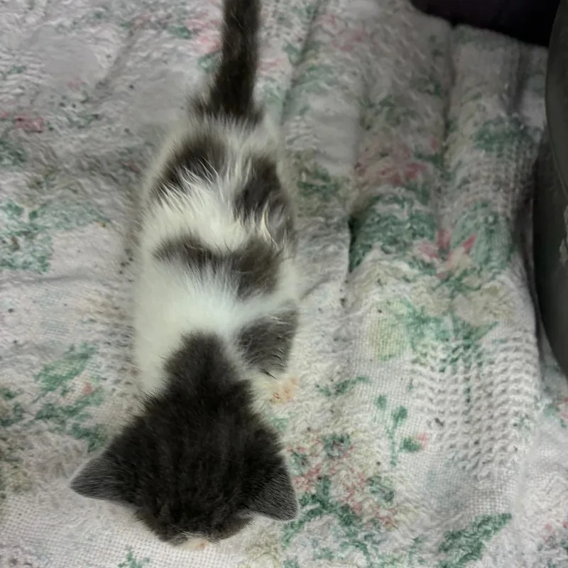 Cleo thumbnail 2