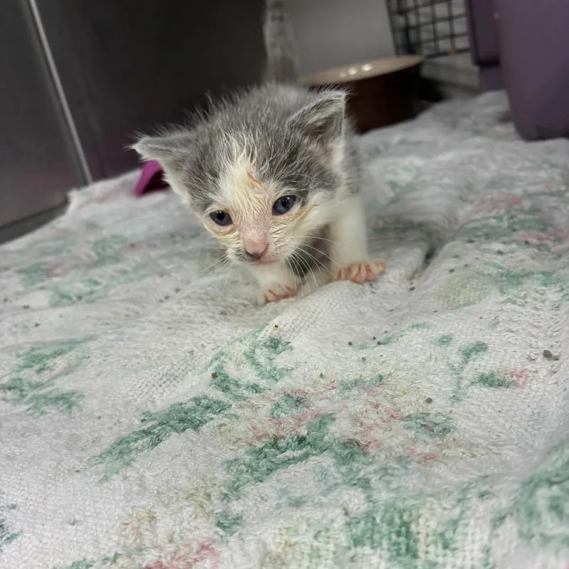 Cleo thumbnail 3