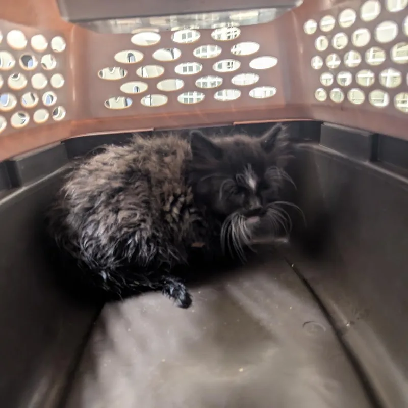 A baby small-sized male Black Domestic Medium Hair cat named Chaps for adoption in Charlottesville, VA