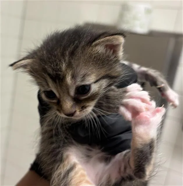 A baby medium-sized female Domestic Short Hair cat named Luna for adoption in Dallas, TX