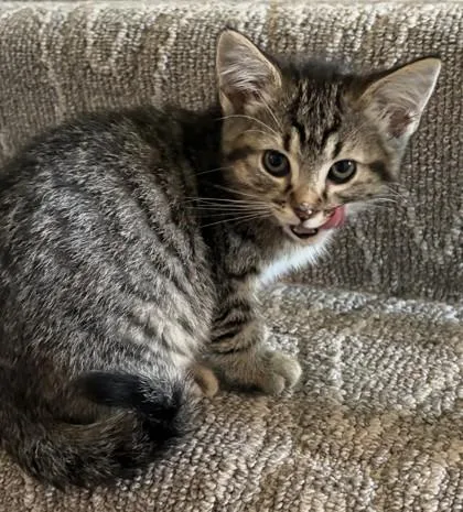 A baby small-sized female Brown / Chocolate Domestic Short Hair cat named Claudia for adoption in Kansas City, MO