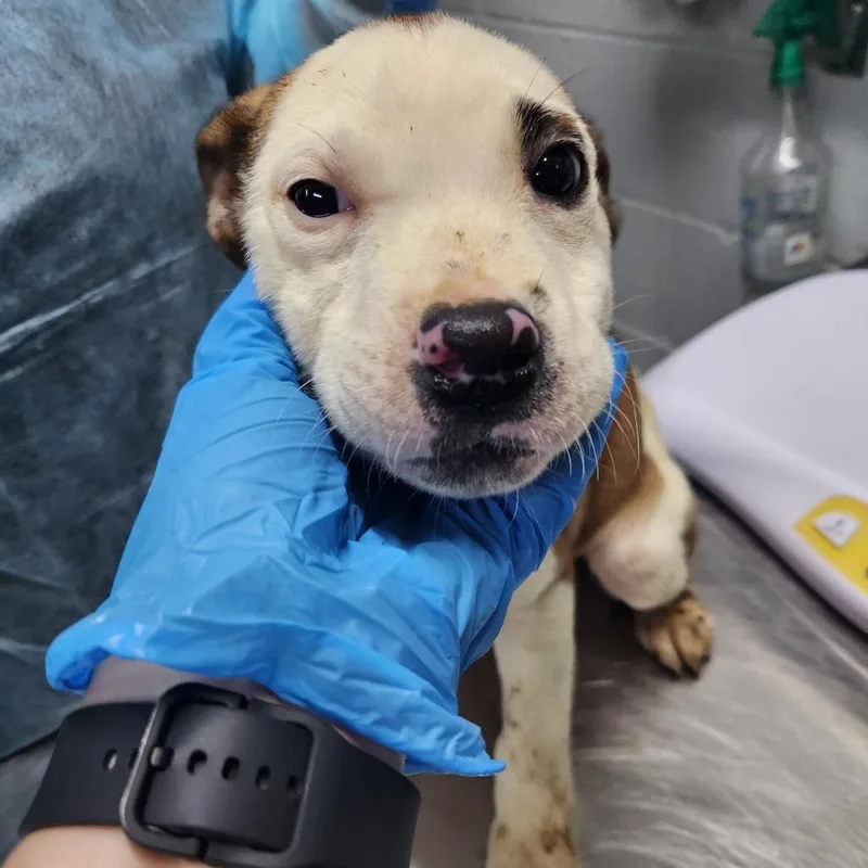 A baby small-sized male Yellow / Tan / Blond / Fawn Mixed Breed dog named Maddox for adoption in Summerville, SC