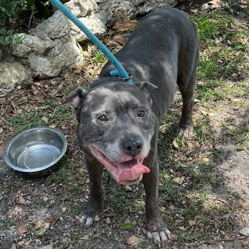A senior medium-sized female Gray / Blue / Silver Pit Bull Terrier dog named Cookie Crisp for adoption in Sarasota, FL