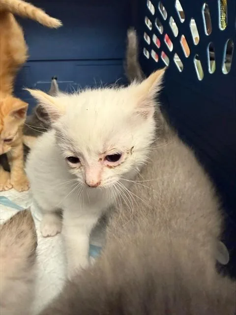 A baby small-sized female Domestic Short Hair cat named A for adoption in Stockton, CA