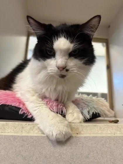 An adult medium-sized male Domestic Medium Hair cat named Furby for adoption in Palm Coast, FL