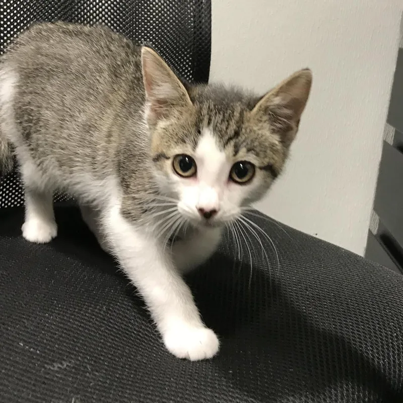 An adult large-sized male White Domestic Short Hair cat named Whiteclaw for adoption in Tampa, FL