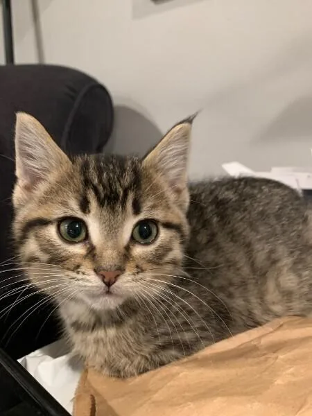 A baby small-sized male Tabby (Brown / Chocolate) Domestic Short Hair cat named Paolo for adoption in Anoka, MN