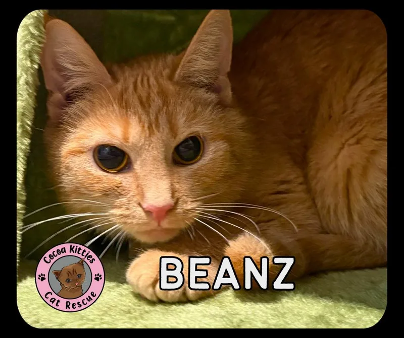 Beanz