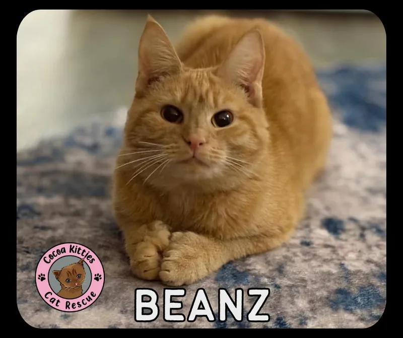 Beanz thumbnail 2