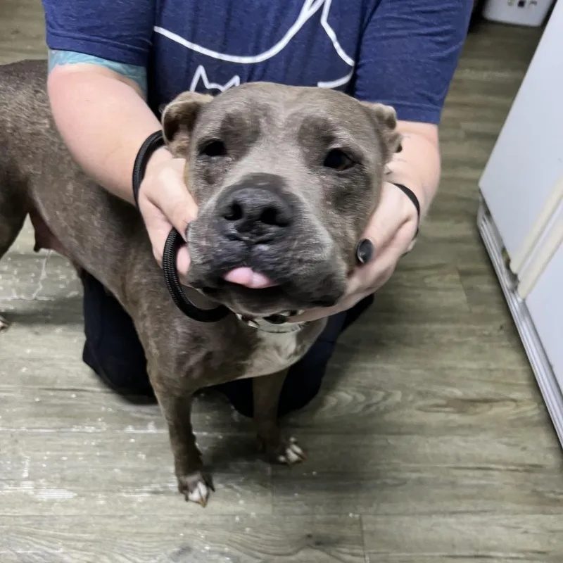 An adult medium-sized female Gray / Blue / Silver Mixed Breed dog named Karma for adoption in Summerville, SC