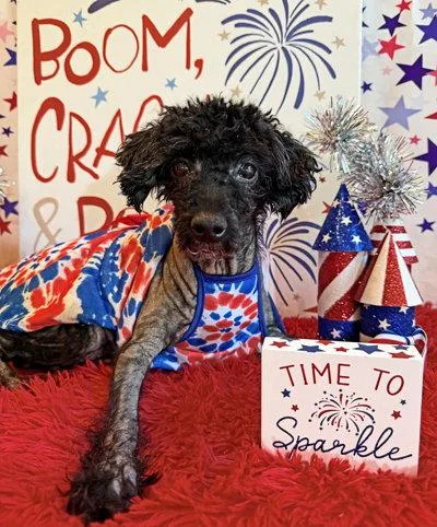 An adult medium-sized female Poodle dog named Stella for adoption in Arlington, VA