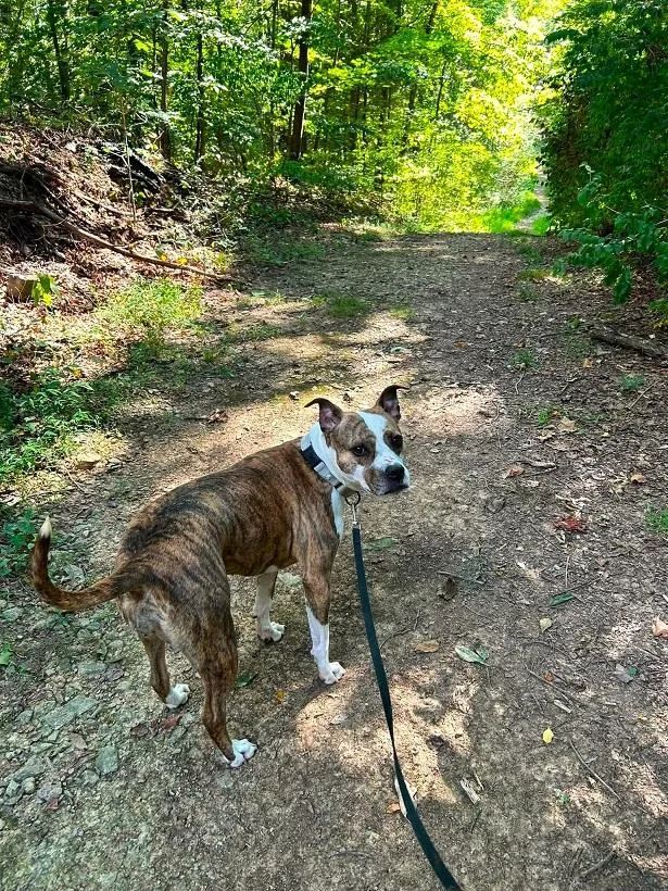 An adult medium-sized female Terrier dog named Juniper for adoption in Pegram, TN