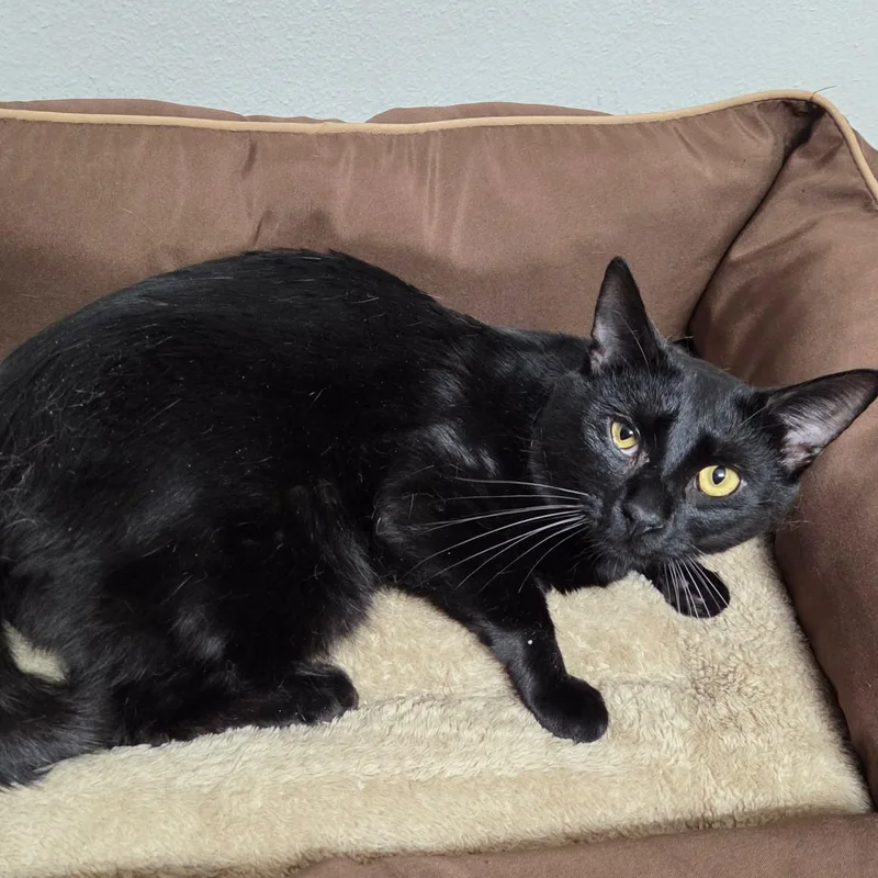 A young medium-sized male Black Domestic Short Hair cat named Rocky for adoption in Gladstone, OR