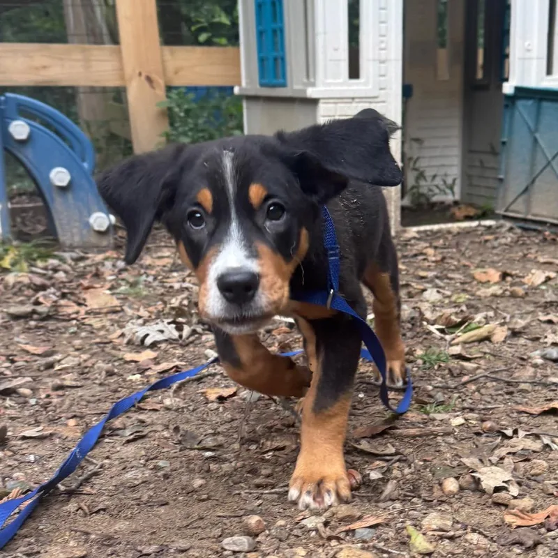 A baby large-sized female Black Greater Swiss Mountain Dog dog named Nova for adoption in West Chester, PA