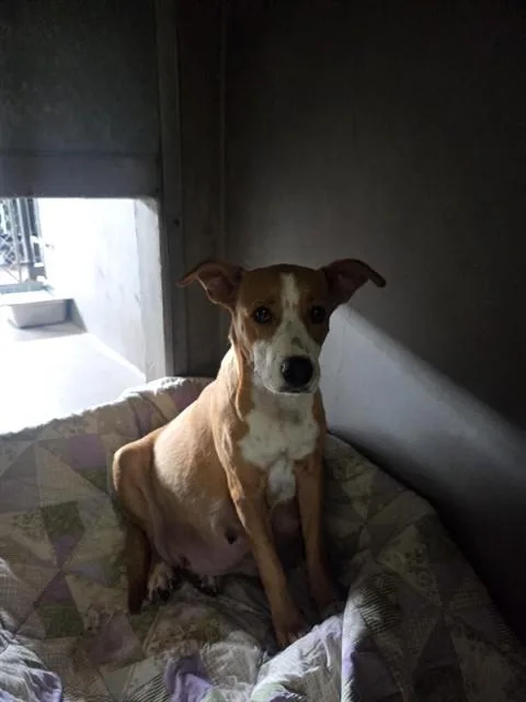 An adult large-sized female Pit Bull Terrier dog named Snickers for adoption in San Bernardino, CA