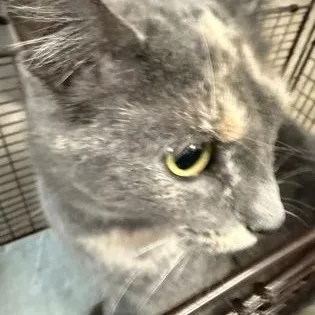 An adult medium-sized female Brown / Chocolate Domestic Short Hair cat named Ellody for adoption in Rapid City, SD