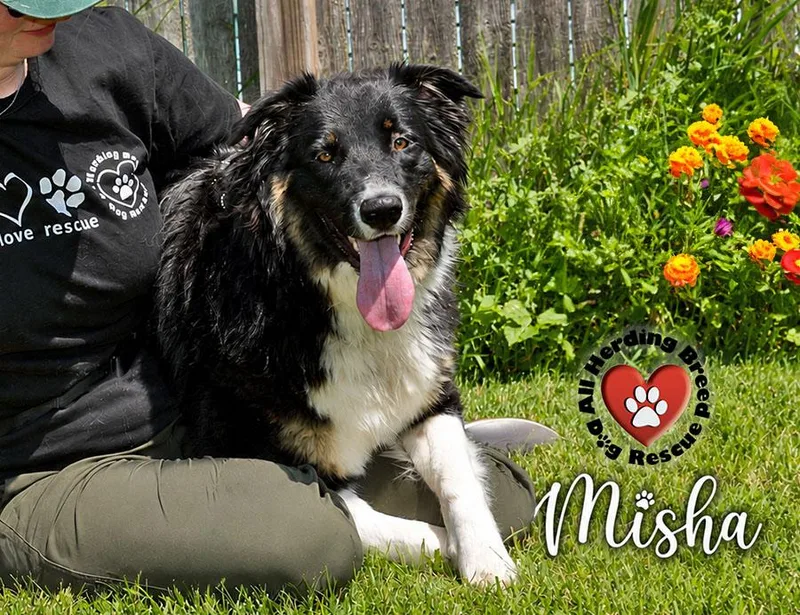 A baby medium-sized female Tricolor (Brown, Black, & White) Border Collie dog named Misha for adoption in Joliet, IL
