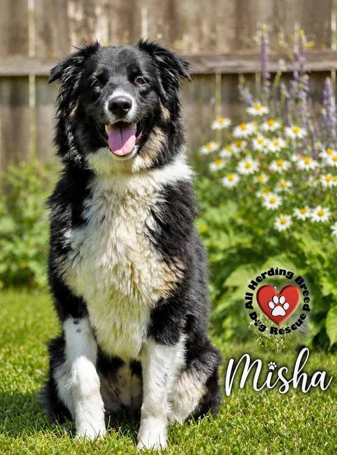Misha thumbnail 2