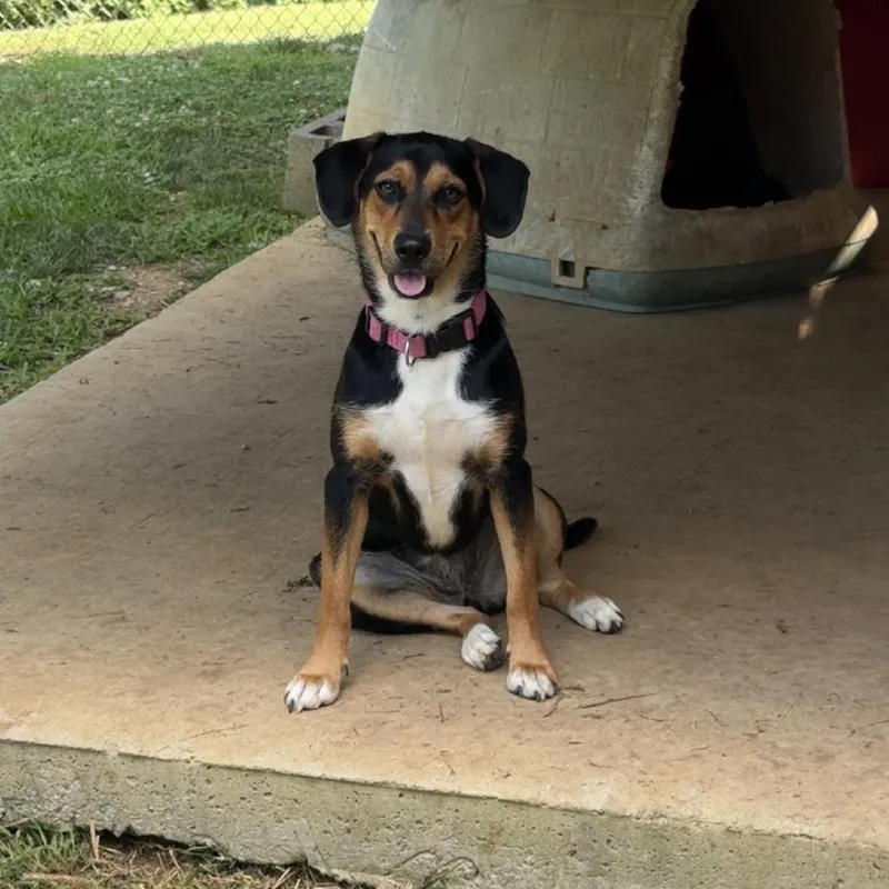 A young medium-sized female Black American Foxhound dog named Brittany for adoption in Talbott, TN