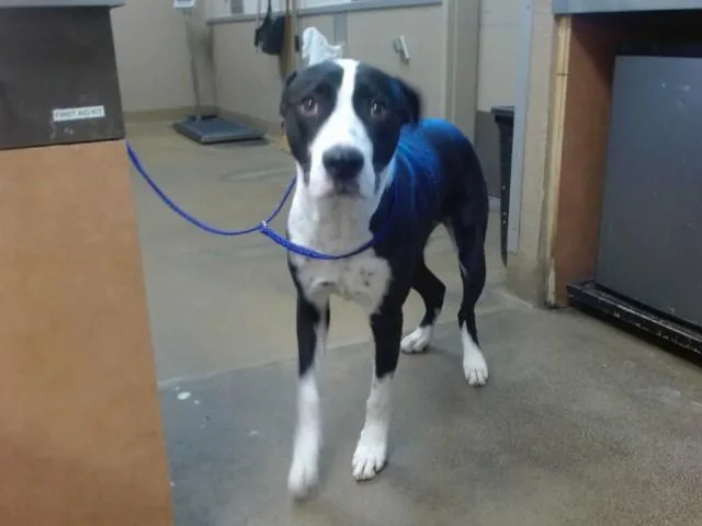 A young small-sized male Pit Bull Terrier dog named Buddy for adoption in Sacramento, CA