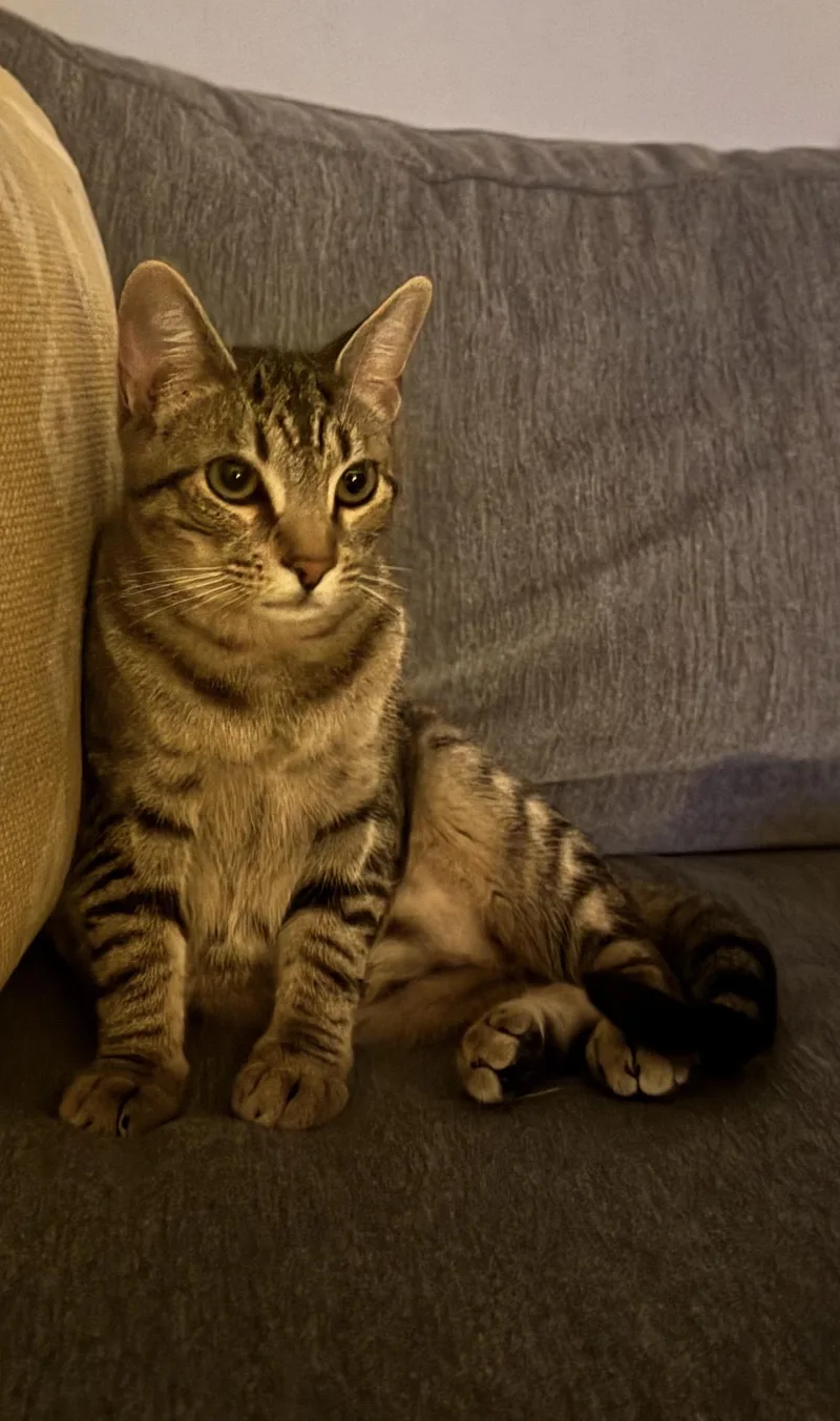 A young medium-sized female Tabby (Brown / Chocolate) Domestic Short Hair cat named Marceline for adoption in Crossville, TN