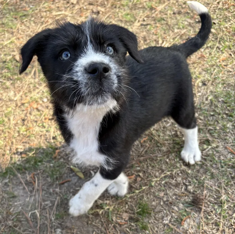 A baby small-sized female Miniature Schnauzer dog named Ziti for adoption in Westport, CT