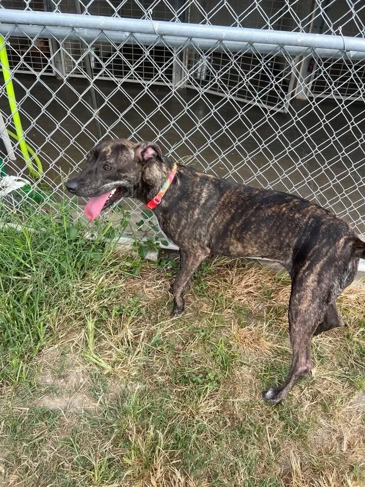 An adult medium-sized female Terrier dog named Mozzi for adoption in Port Lavaca, TX