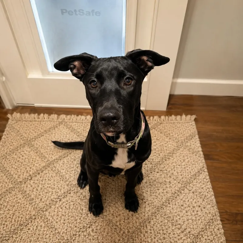 A baby medium-sized female Black Labrador Retriever dog named Miss Bean for adoption in Houston, TX