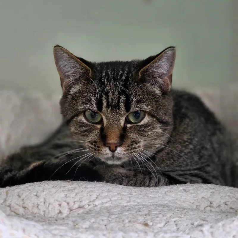 Mcdonald thumbnail 2