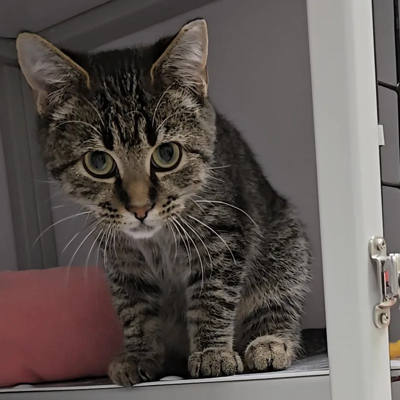 Mcdonald thumbnail 3