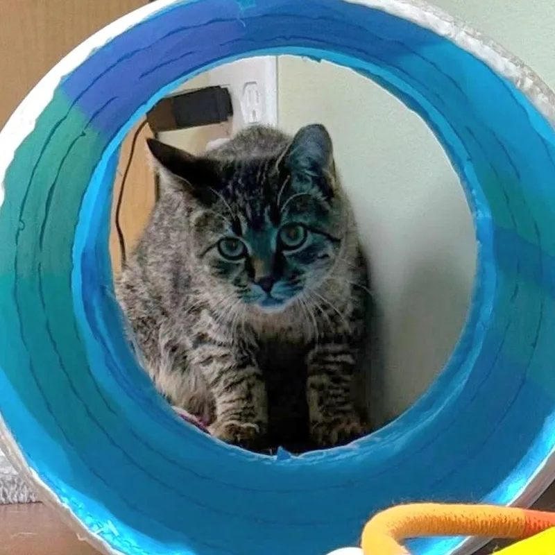 Mcdonald thumbnail 4