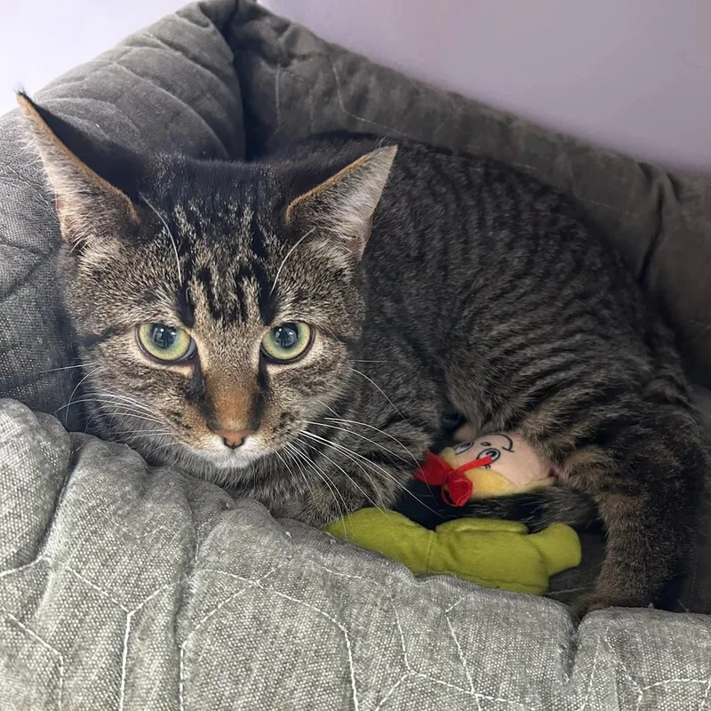 Mcdonald thumbnail 5