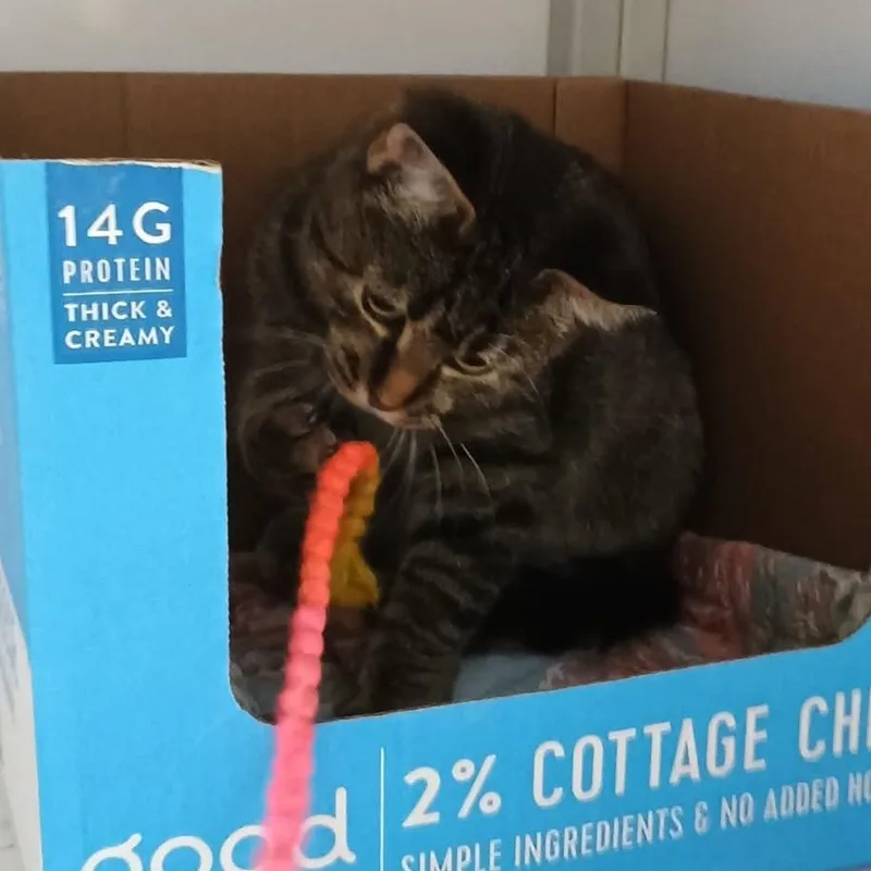 Mcdonald thumbnail 6